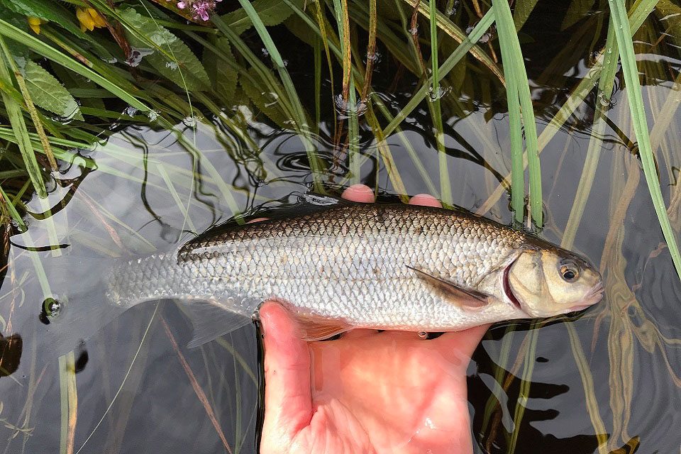 Scottish Freshwater Fish Species Scottish Freshwater Fish Species