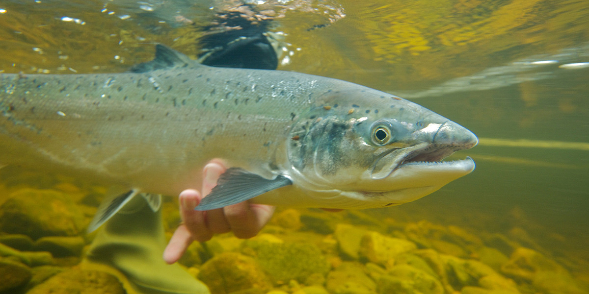 Atlantic Salmon Angling Scotland